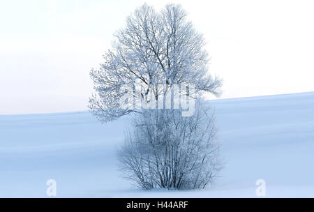 Winter scenery, tree, shrub, hoarfrost, morning light, winter, Germany, Bavaria, Upper Bavaria, broad-leaved tree, colour mood, white, blue, snow, frost, coldly, cold, nature, loneliness, ice, maturity, nobody, wintry, winter motif, freezes over, snow-covered, snow surface, scenery, winter morning, horizon, winter's day, silence, morning, atmospheric, season,