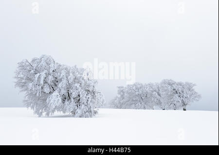 Germany, Baden-Wurttemberg, south Black Forest, Schauinsland (mountain), copper beeches, Fagus sylvatica, snow-covered, Stock Photo