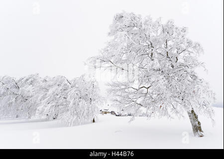 Germany, Baden-Wurttemberg, south Black Forest, Schauinsland (mountain), copper beeches, Fagus sylvatica, snow-covered, Stock Photo