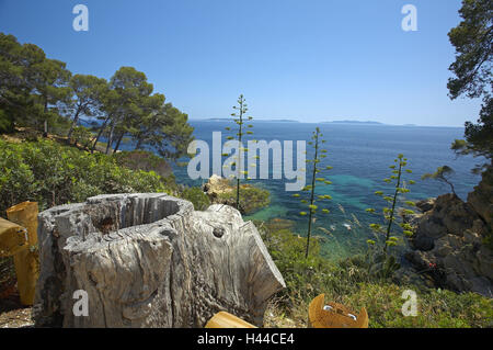 France, Cote d'Azur, pest de la Fossette, sea, view, coast, trees, tree stump, Stock Photo