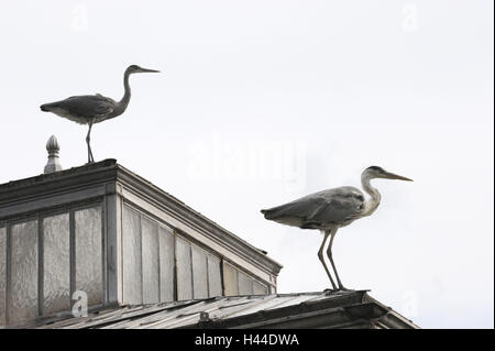 House roof, grey heron, Ardea cinerea, two, Stock Photo