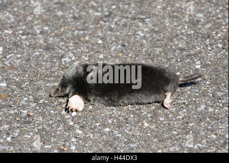 Mole, Talpa europaea, deadly, Stock Photo