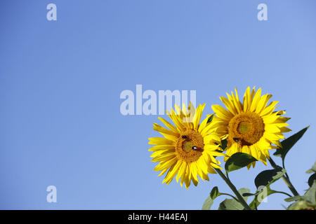 Sunflowers, Helianthus annuus, unmarked, Stock Photo