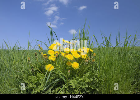 Common dandelion, Taraxacum officinale, meadow, Stock Photo