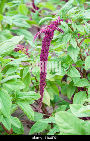 Amaranth is one of the family Amaranthaceae Stock Photo