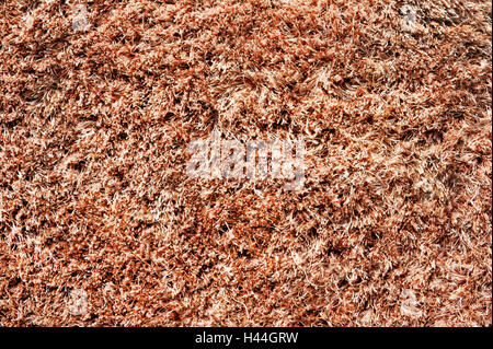 Brown carpet or rug texture. Close up. Stock Photo