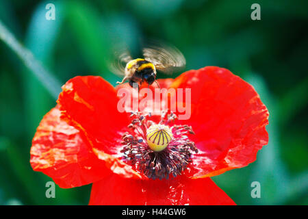 Clap poppy seed, Papaver rhoeas, bumblebee, Bombus, flight, bumblebees, insects, clap poppy seed, poppy seed, flowers, blossoms, nature, bumblebees, petals, poppy seed blossom, red, boll, dust vessels, , Stock Photo