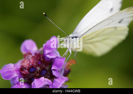 Cabbage white butterfly, Pieris brassicae, blossom, sitting, Stock Photo
