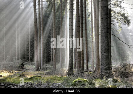 Wood, haze, beams light, Stock Photo