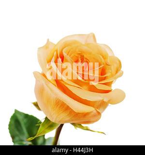Yellow rose isolated on white background. Closeup. Stock Photo