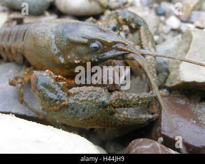 American crayfish, in country, gravel, portrait, Stock Photo