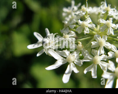 Variable crab pin, white, females, blossom, camouflage, Stock Photo