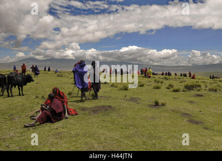 Africa, Tanzania, Ngorongoro highland, Massai, herd cattle, Stock Photo