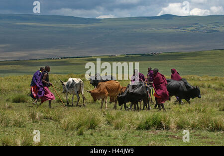 Africa, Tanzania, Ngorongoro highland, Massai, herd cattle, Stock Photo