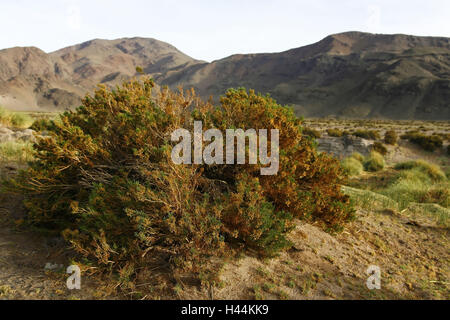 The Andes, scenery, vegetation, rally Dakar 2010, Stock Photo