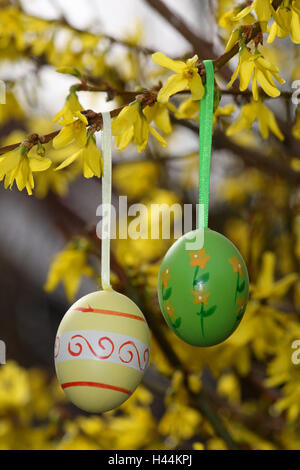 Forsythia, blossom, detail, Easter eggs, Easter, eggs, paints, decorated, Easter decoration, Easter decoration, Easter eggs, garden, decoration, plant, blossoms, yellow, Stock Photo