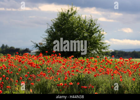 Clap poppy seed, Papaver rhoeas, Stock Photo