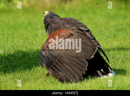 North American Harris's Hawk (Parabuteo unicinctus) shielding his prey.   A.k.a. Bay-winged or dusky hawk Stock Photo