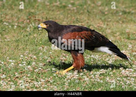 North American Harris's Hawk (Parabuteo unicinctus) on the ground. A.k.a. Bay-winged or dusky hawk Stock Photo