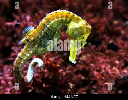 Atlantic Slender seahorse (Hippocampus reidi) Stock Photo