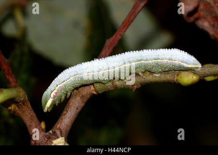 Caterpillar of the European Pale Clouded Yellow butterfly (Colias hyale) Stock Photo