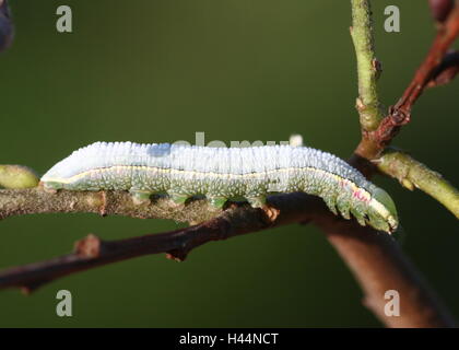 Caterpillar of the European Pale Clouded Yellow butterfly (Colias hyale) Stock Photo