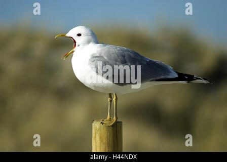 Silver gull, Larus argentatus, wooden pole, side view, beak, opened, Stock Photo