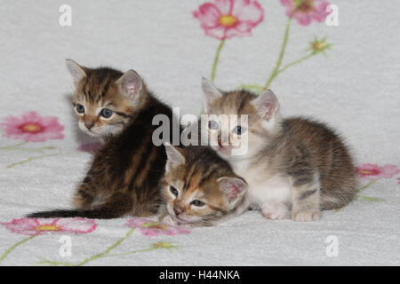Cats, young, lie, zusammenkuscheln, bed, animals, mammals, pets, small cats, Felidae, domesticates, house cat, young animal, kitten, three, behaviour, cuddle, doze together, siblings, small, affectionately, awkward, clumsy, sweetly, striped, love, suture, tiredly, cohesion, affection, togetherness, young animals, animal babies, inside,