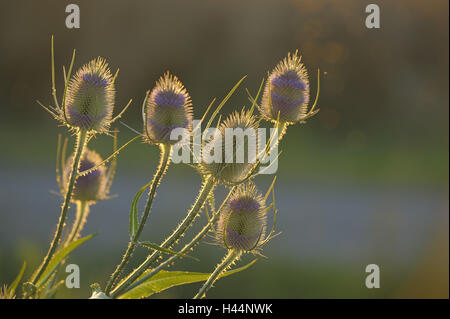 Wild teasel, Dipsacus fullonum, evening light, Stock Photo