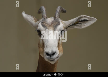 Mhorr gazelle, Gazella dama mhorr, portrait, Stock Photo