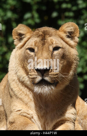 Asian lion, Panthera leo persica, Stock Photo