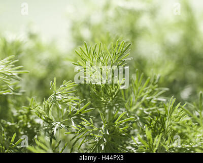 Appleringie, Artemisia abrotanum, detail, Stock Photo