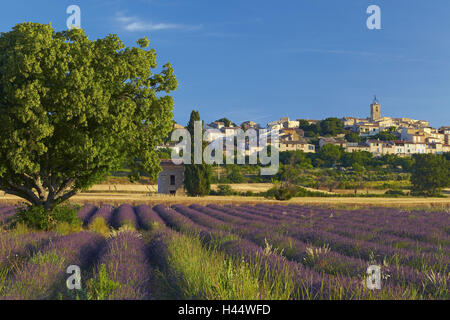 Europe, the South France, Provence, pure mission, lavender field, sunrise, Stock Photo