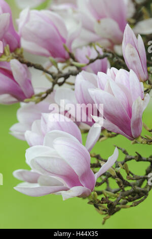Tulip magnolia, Magnolia x soulangiana, blossoms, Stock Photo