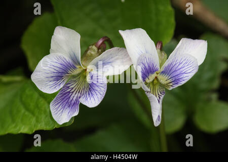 touched whitsun violet viola sororia var striata detail blossoms flower h4504w