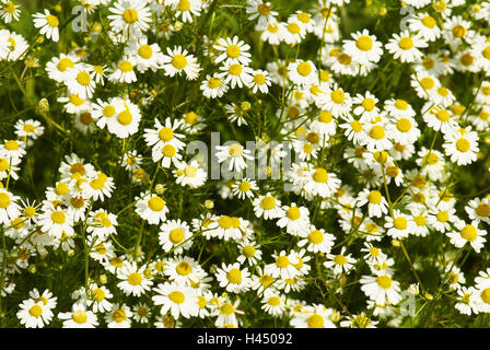 oxeye daisy field, detail, Stock Photo