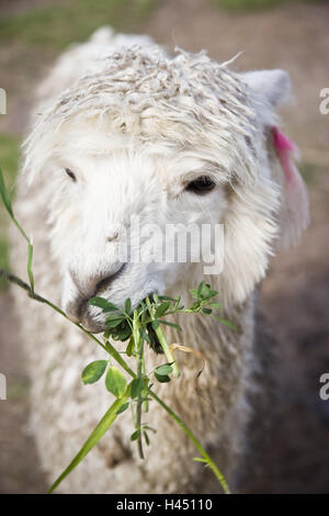 Peru, Puno, lama eating grass, South America, Stock Photo