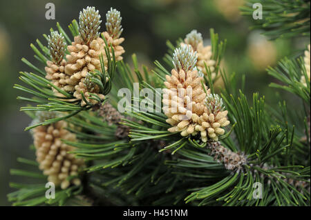 Moore-mountain jaw, Pinus mugo ssp. Rotundata, detail, twigs, Stock Photo