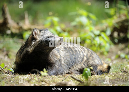 Marten's dog, Nyctereutes procyonoides, rest, Stock Photo