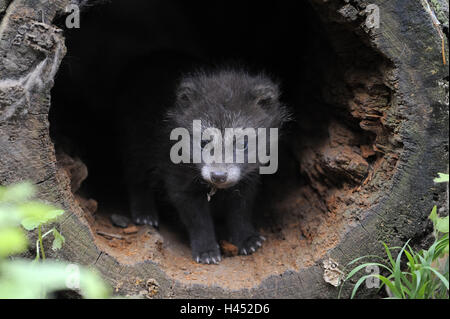 Marten's dog, Nyctereutes procyonoides, young animal, trunk, concave, play, Stock Photo
