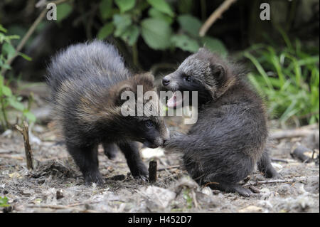 Marten's dog, Nyctereutes procyonoides, young animals, play, Stock Photo