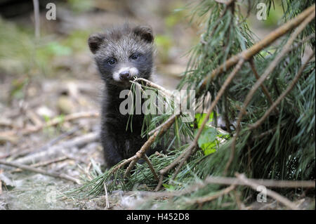 Marten's dog, Nyctereutes procyonoides, young animal, play, Stock Photo