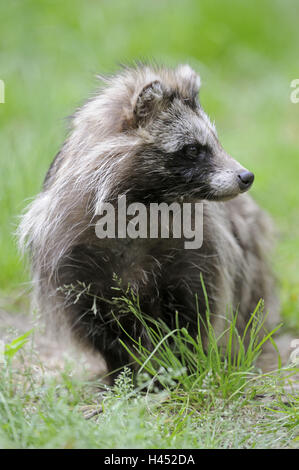 Marten's dog, Nyctereutes procyonoides, Stock Photo