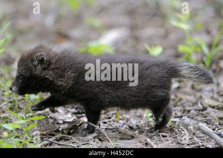 Marten's dog, Nyctereutes procyonoides, young animal, movement, side view, Stock Photo