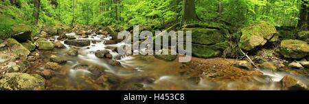 Forest, brook, Ilsetal, National Park Harz, Saxony-Anhalt, Germany, Stock Photo