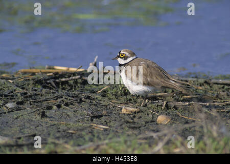 River Rain Piper, Charadrius Dubius, Little Ringed Plover, River Rain 