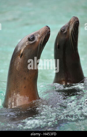 Californian sea lions, Zalophus, californianus, portrait, side view, Haarrobben, sea mammals, sea mammals, seals, beard hair, otaries, mammals, animals, animal portrait, zoo, zoo animal, water, two, Stock Photo