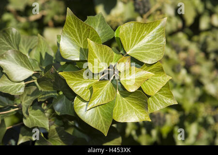 Ivy, Hedera helix ssp., medium close-up, plants, Araliengewächse, green, climbing plants, climbing shrub, evergreen, leaves, ivy leaves, foliage, ornamental plants, medicinal plants, toxic, entwine themselves, overgrow, nature, nobody, outside, Stock Photo