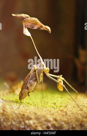 Mantis, 'wandering violin mantis', female, camouflage, hunt, attack position, Stock Photo