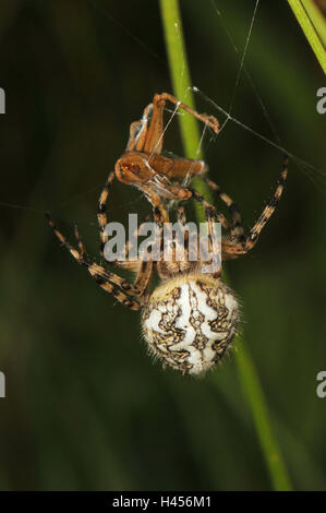 Oak spider with prey, grasshopper, spinning, Stock Photo